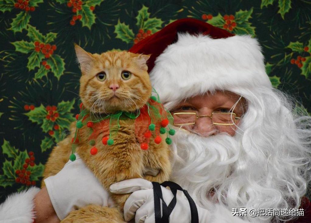 被弃养了一次的猫,从病魔中救回的猫脱离安乐死