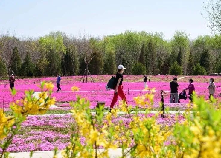 北京五环最美花海,附近免费景点踏青网红打卡地