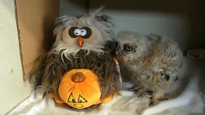 为过万圣节把房子改成鬼屋吓坏数千人，幸好我和这个老哥不是邻居