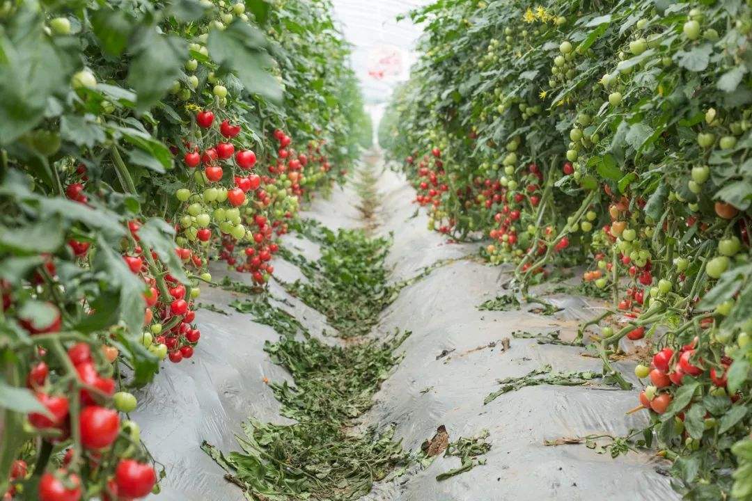 大棚蔬菜种植高效技术,大棚蔬菜种植新技术大全