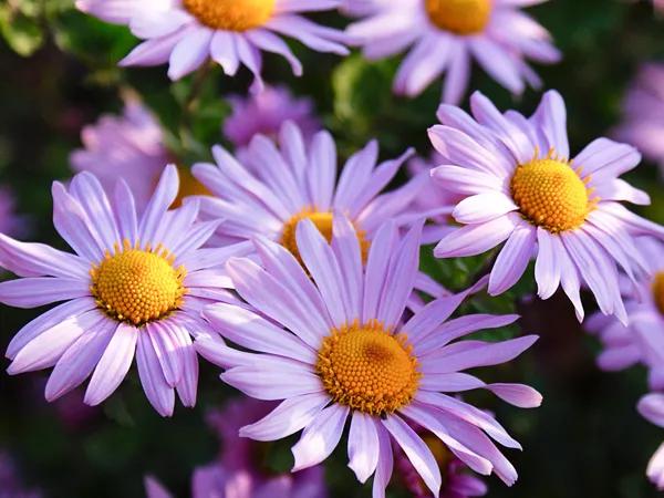 中药古今研究姜黄,中药古今研究苍耳子