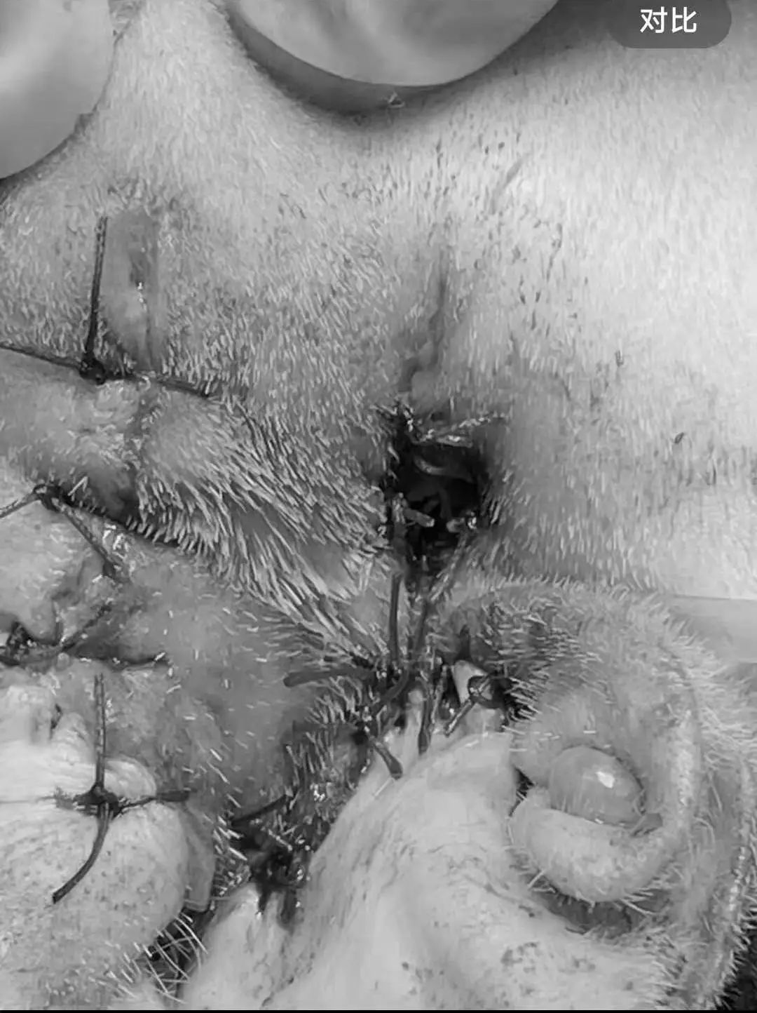 猫咪额头突然肿起来到底是什么原因导致的？你知道吗