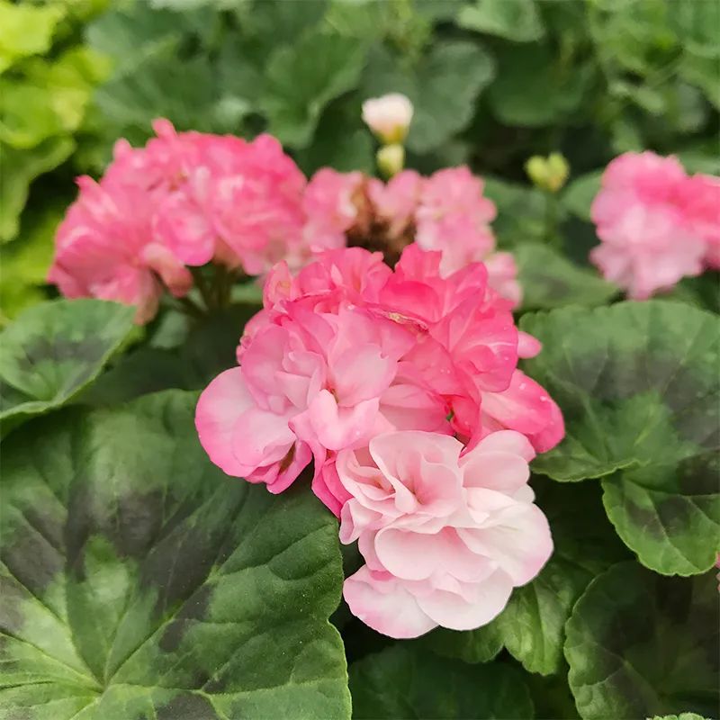 这种花别乱浇水水越多越不开花,这种花不怕冷好养易活