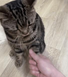 老年猫挑食怎么办,如何解决猫挑食