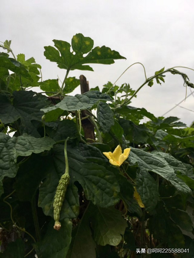 假日山村游玩,假日凤凰山旅游攻略