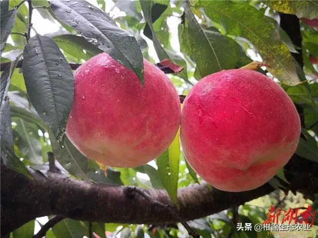 桃树新品种2023年桃子价格,突围桃子价格最新行情