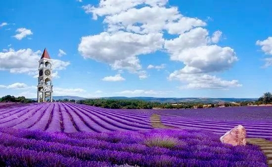 伊犁最美薰衣草在哪里啊,伊犁薰衣草花海全面绽放