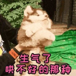 当狗狗吃醋时的表现,狗狗吃醋时会有什么表现