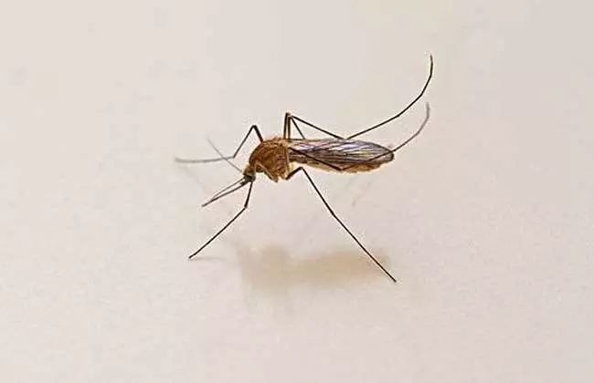 虫虫科普动画,春虫秋果科普