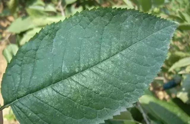 大樱桃病虫害全年防治方法有哪些,大樱桃病虫害全年防治方法直播间