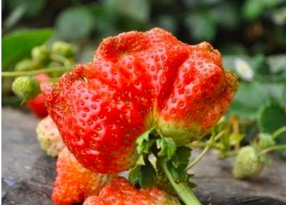 草莓真的打膨胀素了吗,草莓膨大打多了有坏处吗