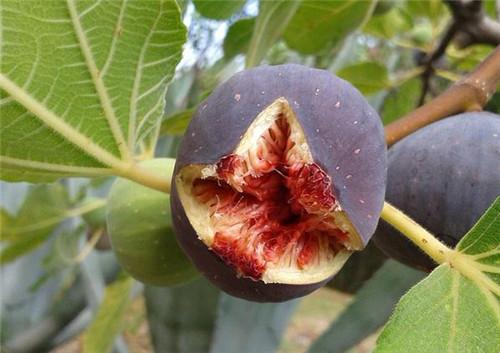 无花果树如何养殖,无花果树怎么养殖