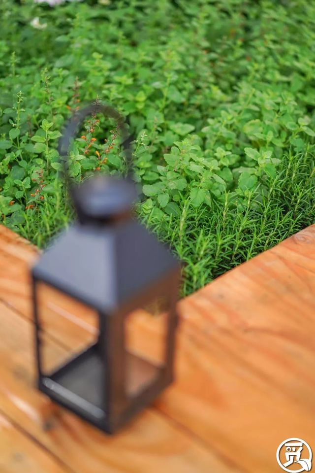 深圳史上最大最美的花展来啦,走进深圳仙湖植物园的国际花展