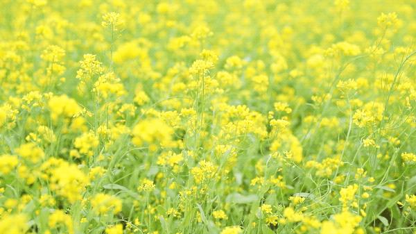 不负好春光文章,不负好春光的上一句