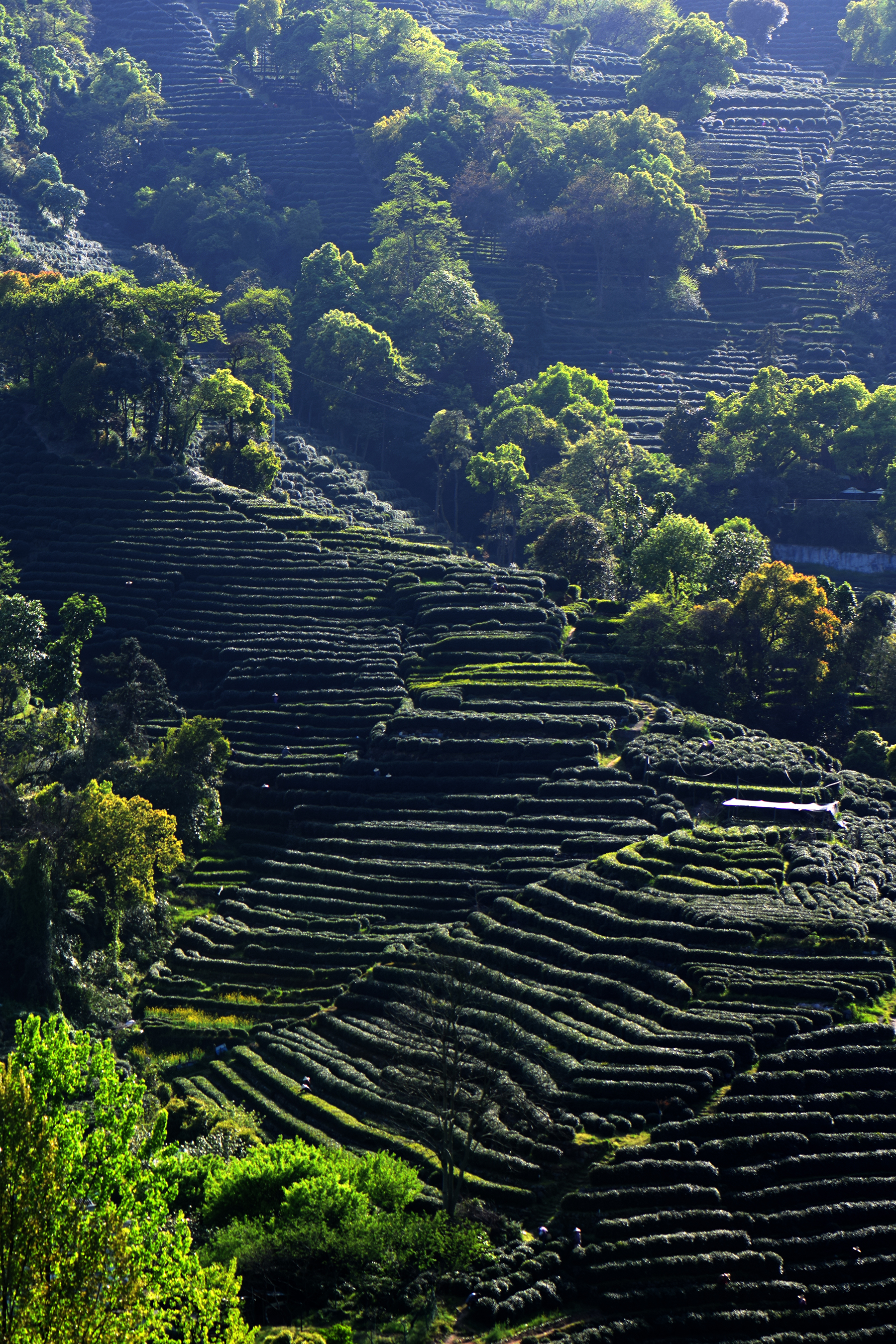 龙井哪里茶最正宗,龙井醉美山水茶