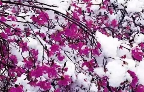 河南城市的市花有哪些花,全国56市市花图片