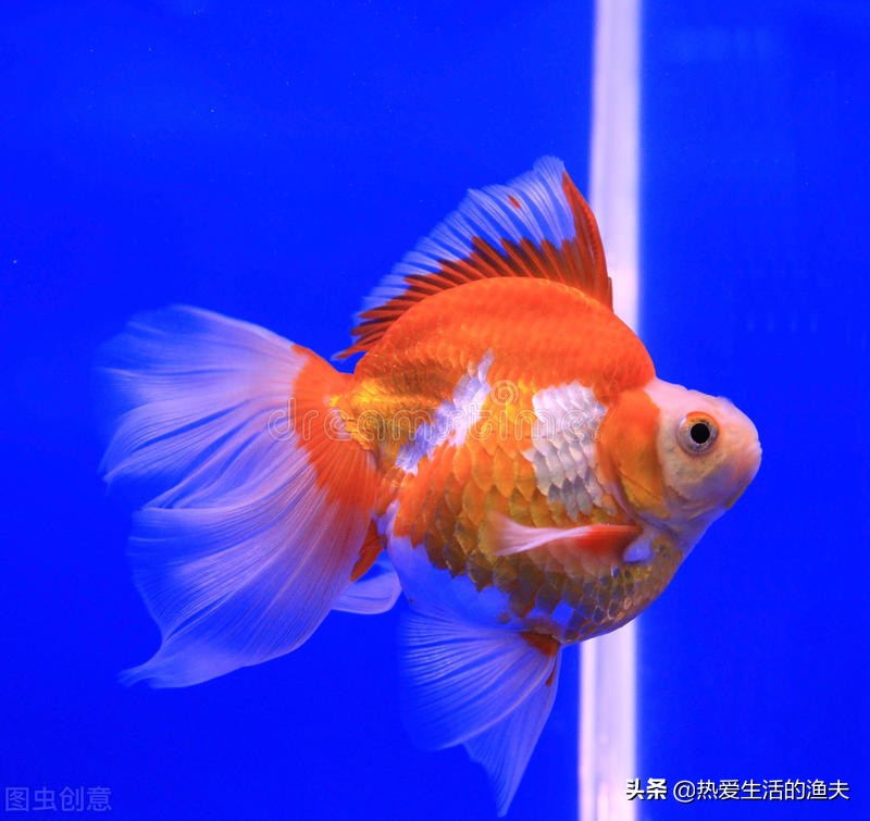 小金鱼好养吗养金鱼三大禁忌,小金鱼的饲养方法与日常护理