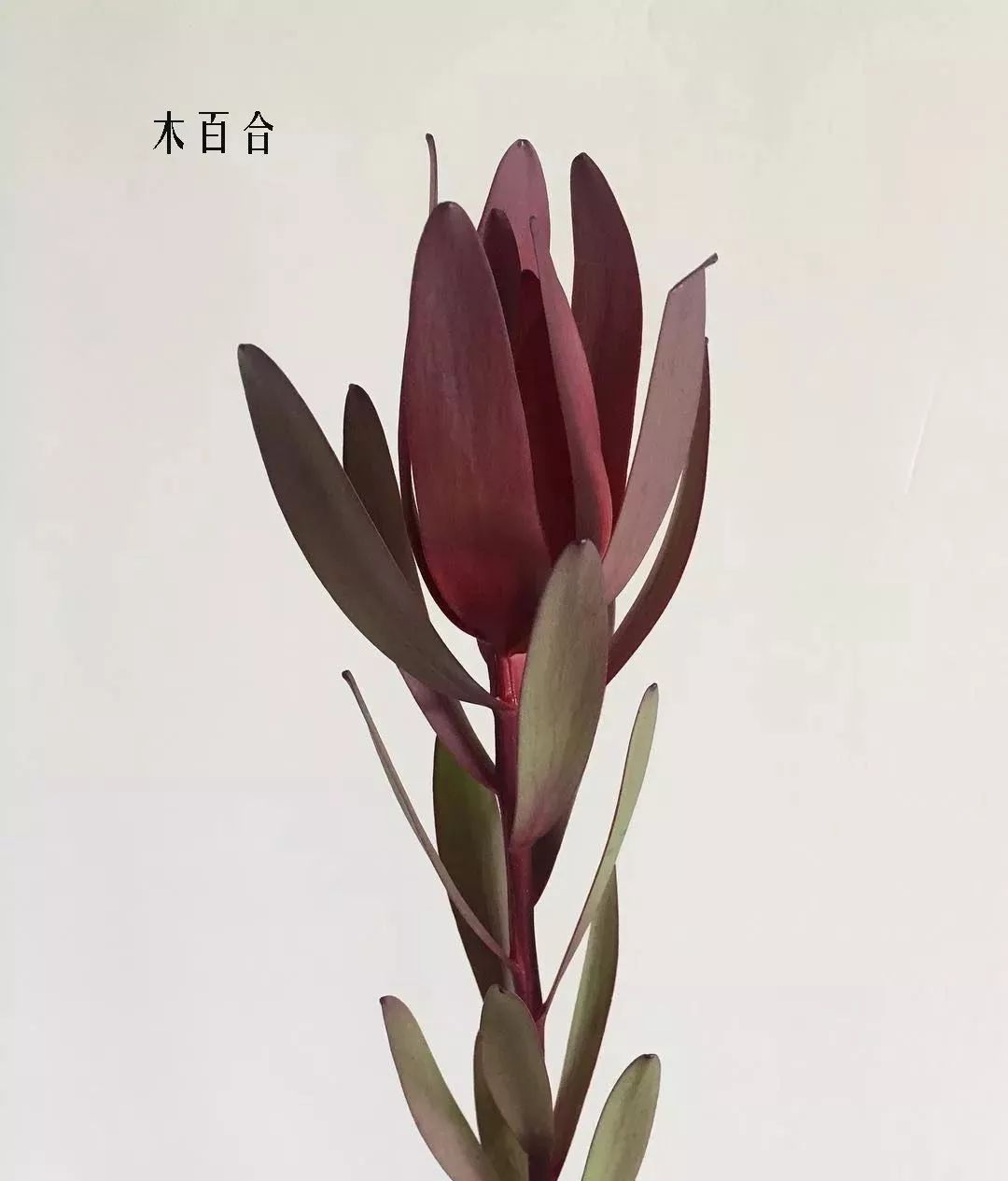 鲜花店常见花材品种大全,花店里同款的两种不同价格的花材