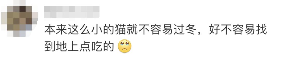 男子当街踢死小猫后续上海,小猫被小男孩虐待暴打