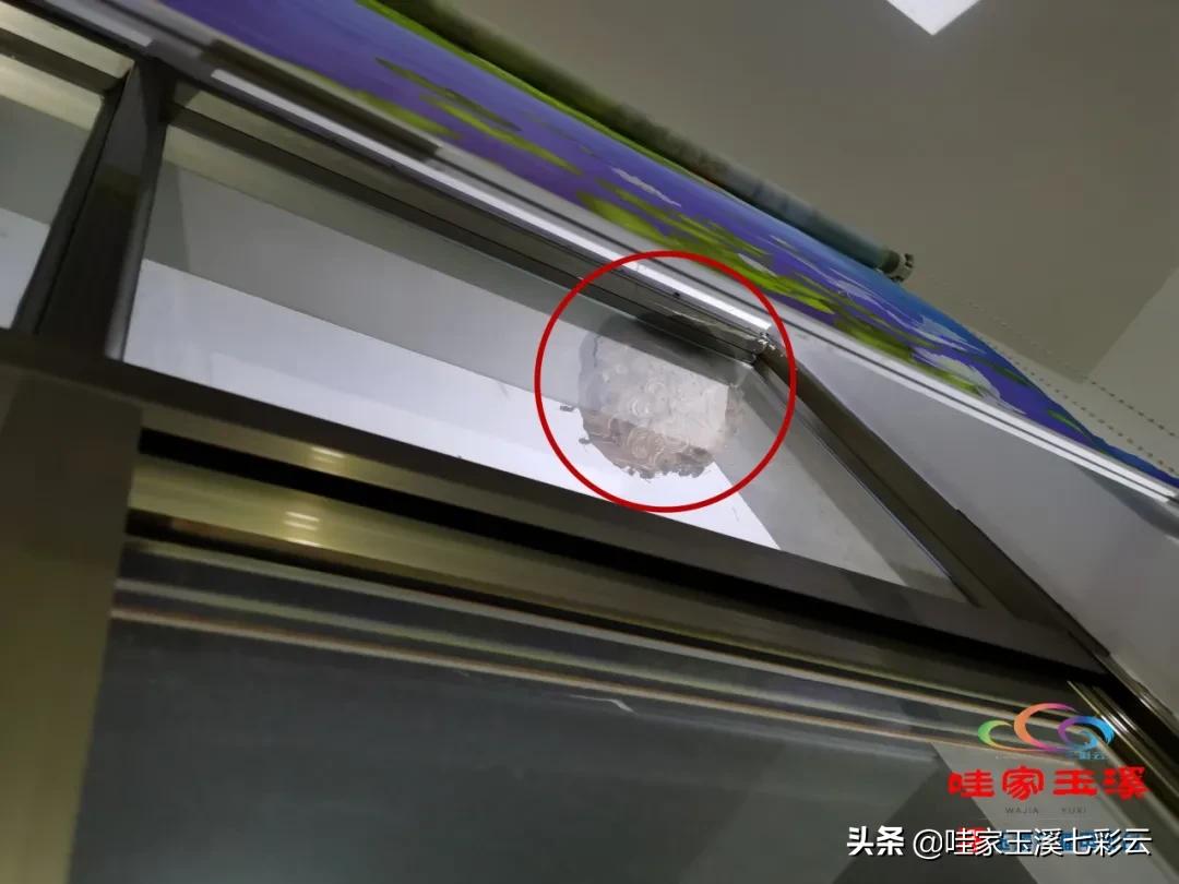 树洞惊现马蜂窝消防员火攻摘除,马蜂窝扰民消防处置