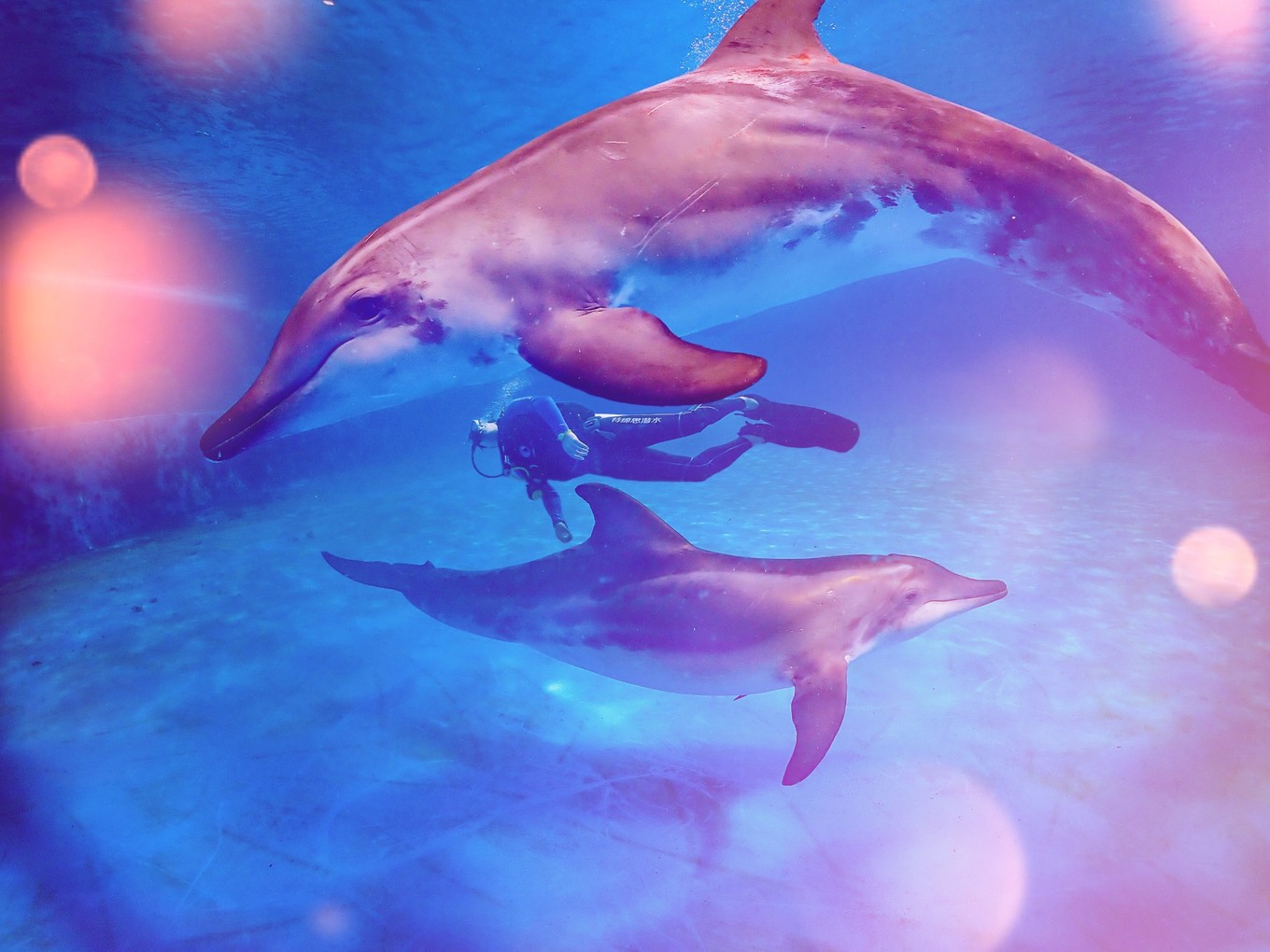 三亚学潜水机构推荐,三亚学潜水哪个最专业