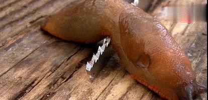 蜗牛如果在刀片上爬行会怎么样,蜗牛身体是软的还是不软的