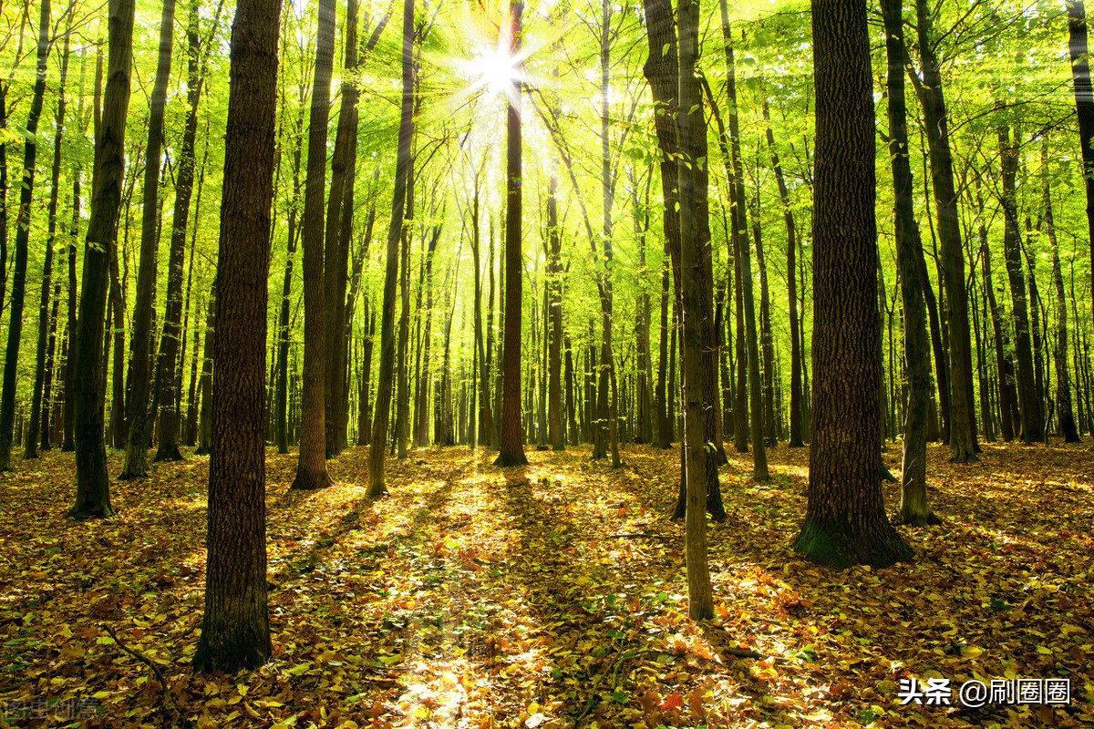 六年级作文一单元变形记范文,六上第一单元作文变形记优秀范文