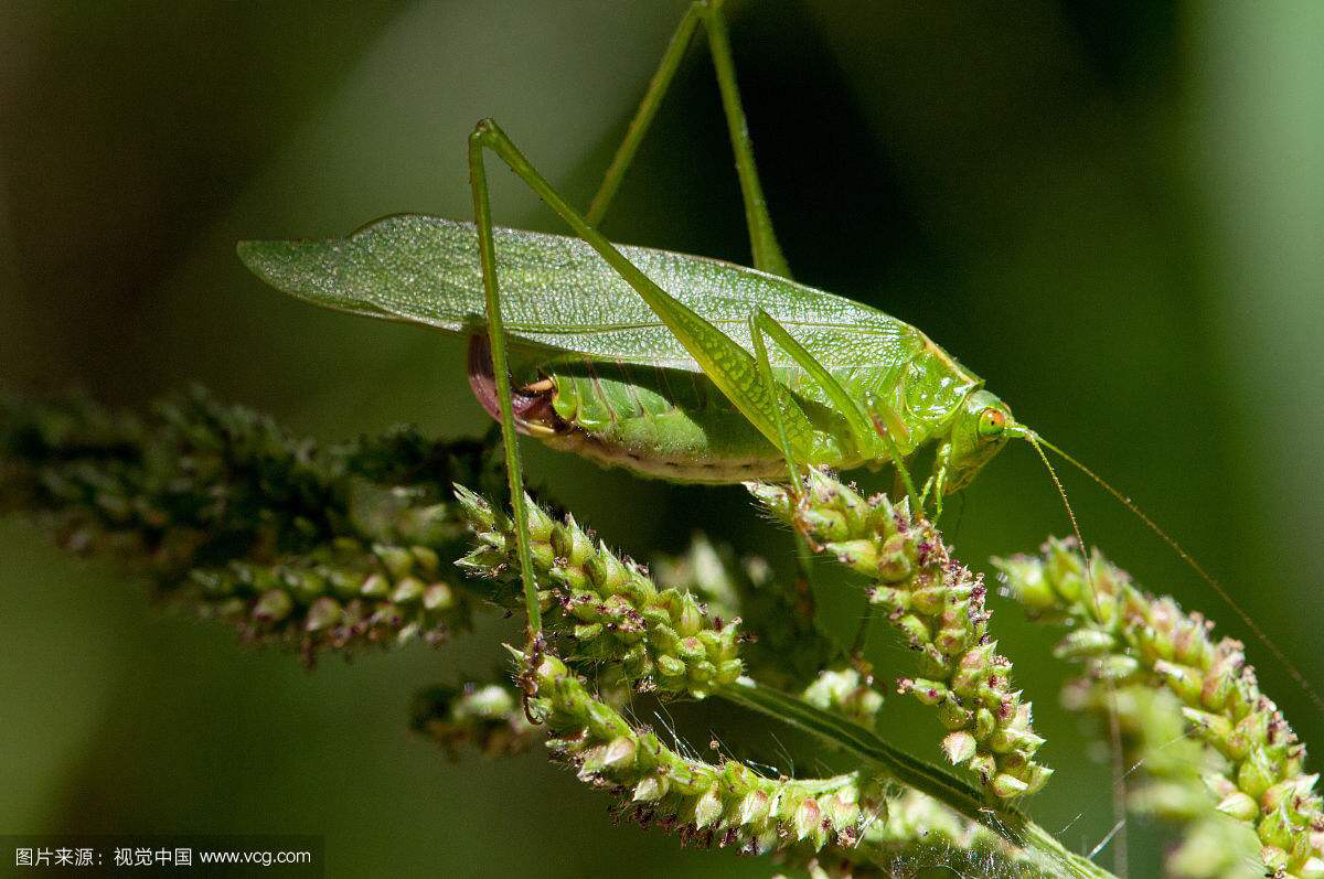 中药材叫姑姑(纺织娘)