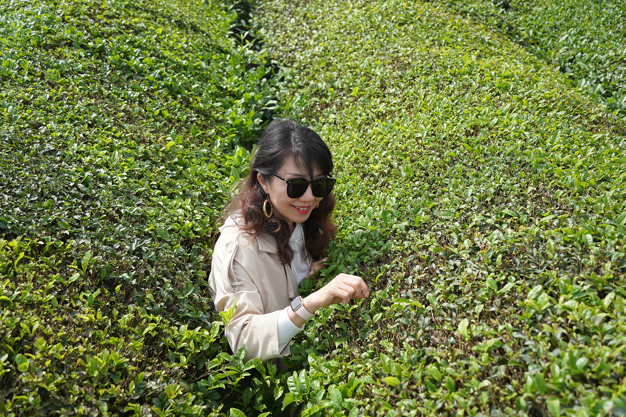 景德镇茶之源瓷之都,景德镇浮梁茶文化