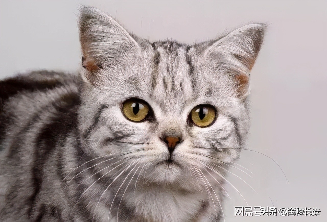 喵喵软件养猫靠谱吗,养猫app骗局