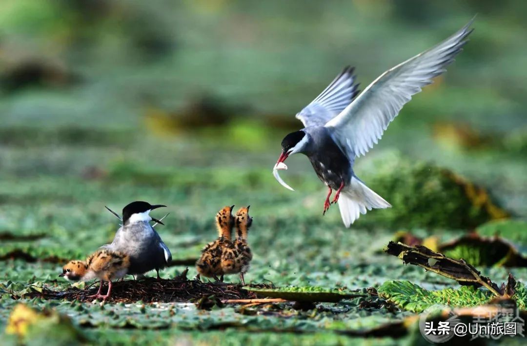 美图欣赏黄河全貌,航拍九曲黄河最美视频