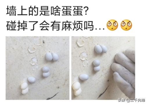 “墙上的是啥蛋蛋，碰掉了会有麻烦吗？”评论区长见识了...
