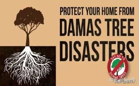 迪拜种植一棵树的成本,在迪拜种一棵树一年的成本