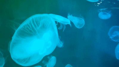 广元卡尔海洋世界,广元市卡尔海洋世界怎么去