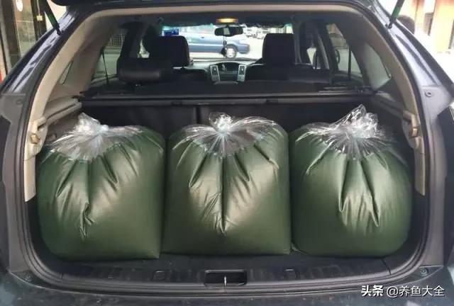 养金龙鱼过程马来西亚,马来西亚养金龙