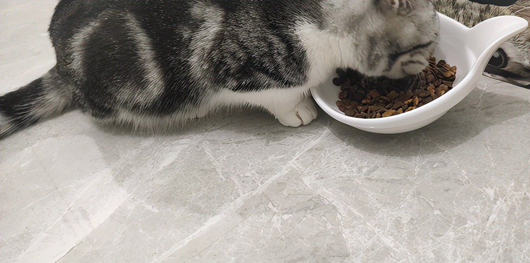 团子猫传腹治好了吗,团子的猫传腹