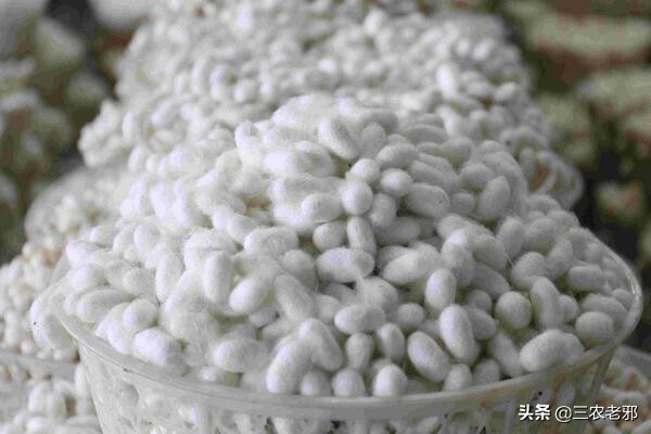 蚕茧如何增重,如何提高蚕簇利用率