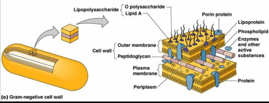 医学中阴性和阳性代表什么,革兰氏阳性菌医学意义