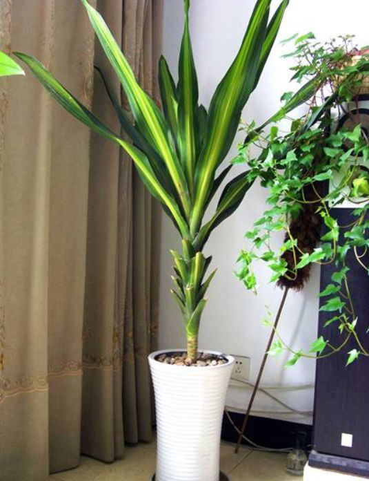 巴西铁树发蔫,巴西铁树开花太香人受不了怎么办