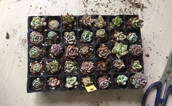 刚买的花，发蔫落苞加黄叶！为什么呢？多半是放错了位置