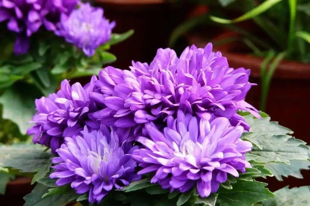 50种·蓝紫色系植物,尊享高贵典雅浪漫的视觉盛宴