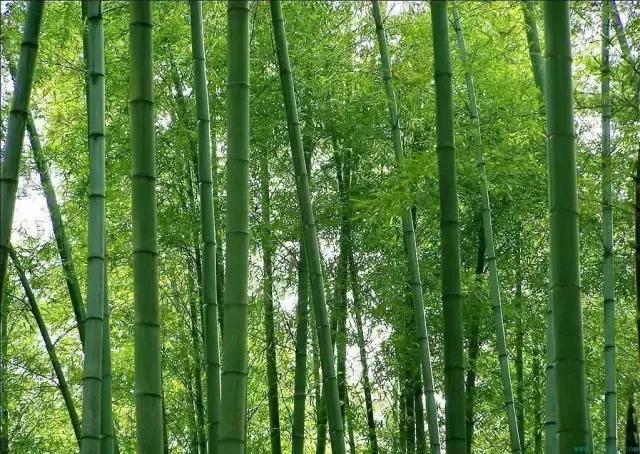 我国很多成语与植物有关,汉语成语中的植物文化