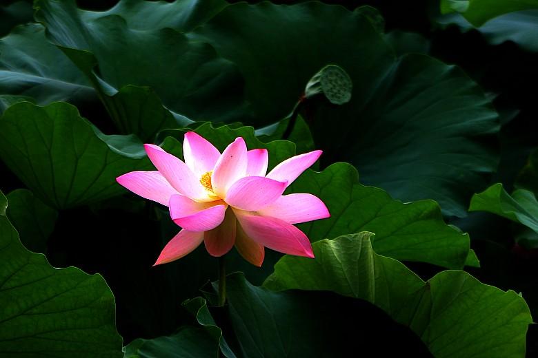 观赏荷花地方推荐河南,河南荷花特别多的地方在哪里