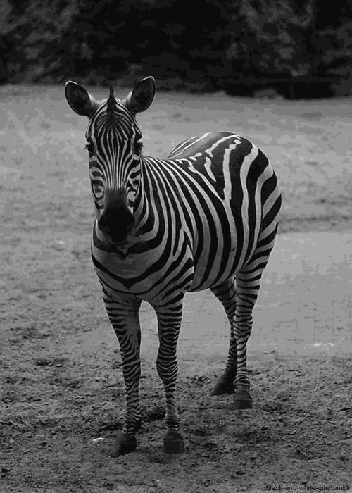 50条让你震惊的冷知识,这十个冷知识确实涨见识