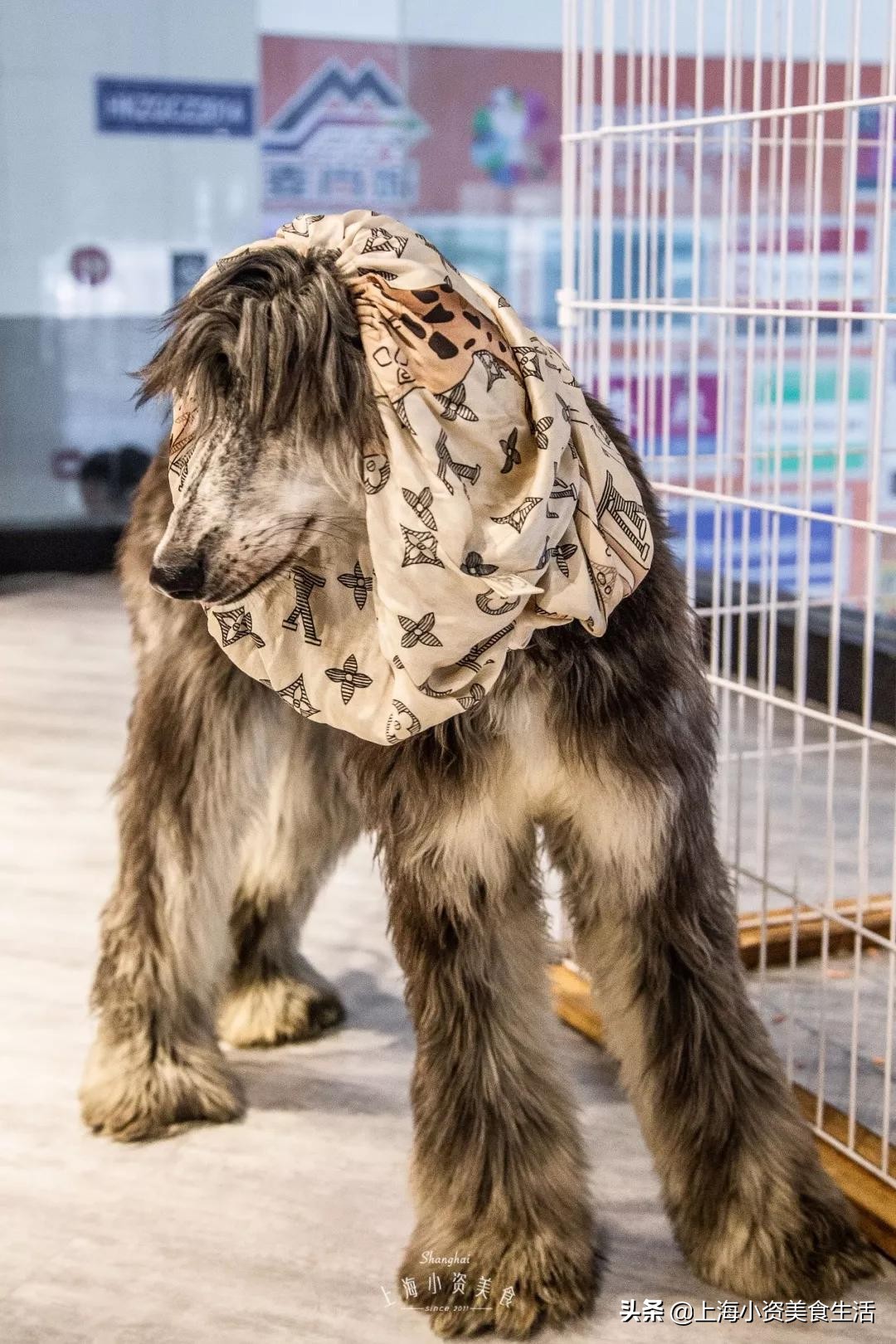 魔都哈士奇体验馆宠物咖啡,魔都哈士奇咖啡馆