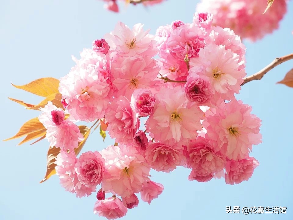 春天温柔了整个世界,温柔一整个春天