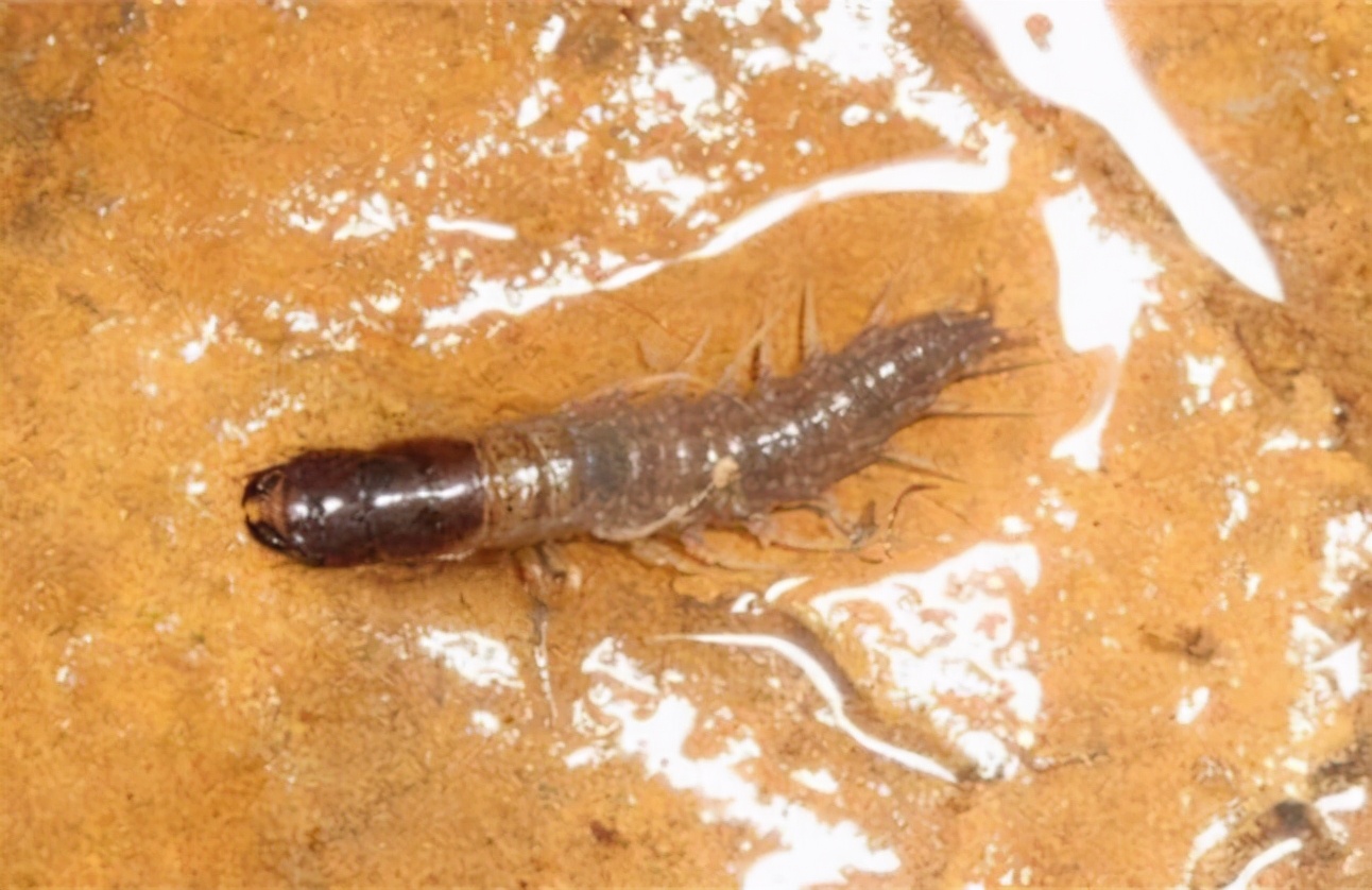 野生养殖蜈蚣,野生蜈蚣可以养殖