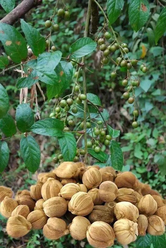各种香料的属性与搭配,各种香料调料的配方共十八种