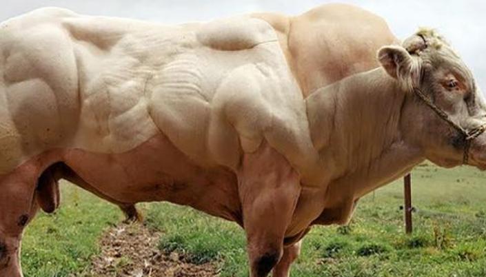 比利时肌肉牛：人类改造的畸形产物，这样的牛肉，敢吃吗？