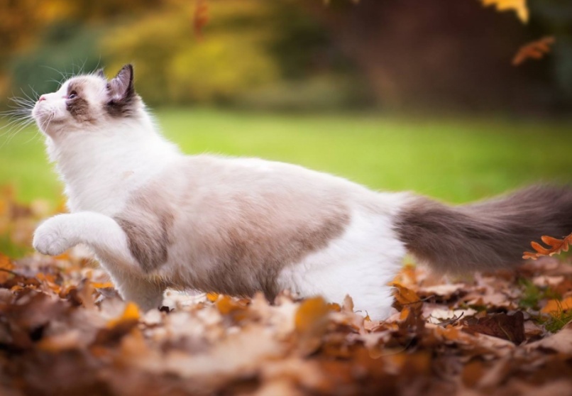 猫癣百科,猫癣科普